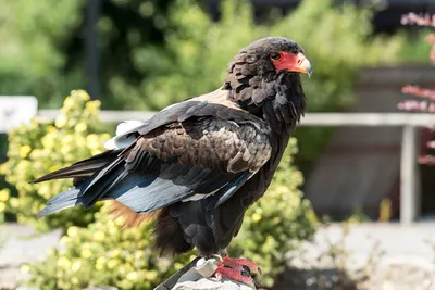 Illustration bateleur - Image 2