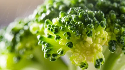 Illustration steamed - Image 1