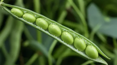 Illustration lens - Image 1