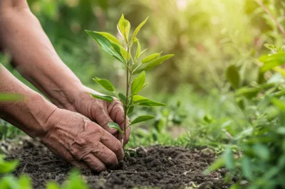 Illustration mould - Image 1