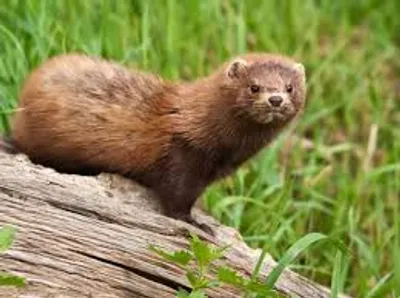 Illustration mink - Image 2