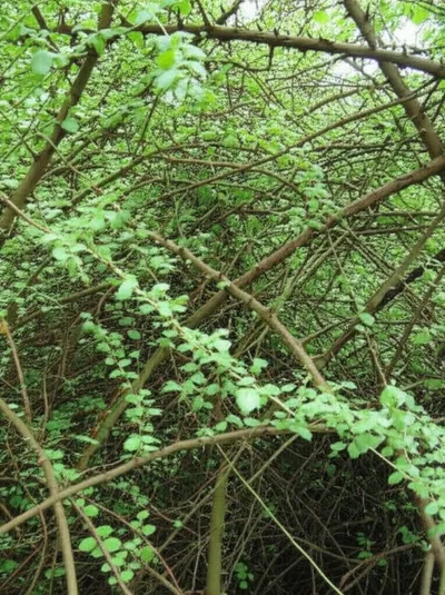 Illustration thick - Image 1