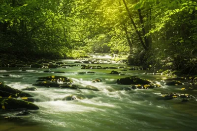 Illustration murmurings