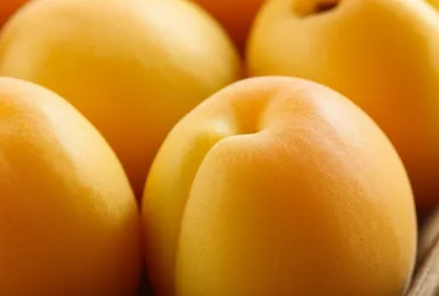 Illustration apricots - Image 1