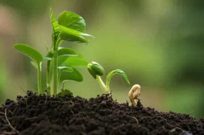 Illustration adjuvant - Image 1