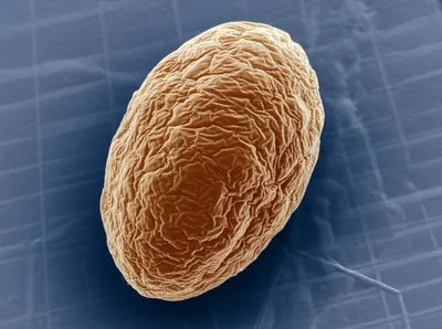 Illustration mu - Image 1