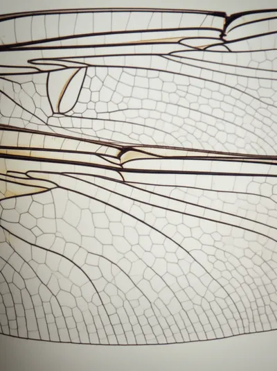 Illustration cells - Image 1