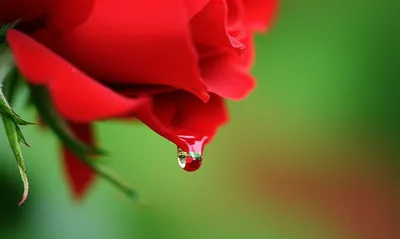 Illustration bleeds - Image 1