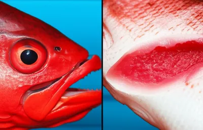 Illustration redfish - Image 1