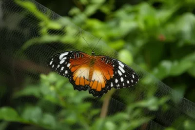 Illustration netted - Image 1