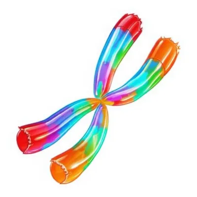 Illustration telomere