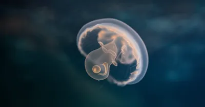 Illustration zooids - Image 1