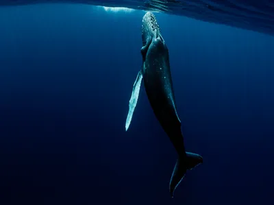 Illustration sounding - Image 1