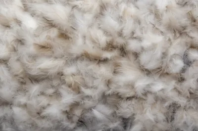 Illustration feathery - Image 1