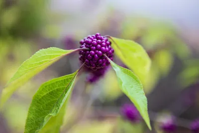 Illustration angiosperm - Image 2