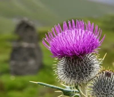 Illustration thistles - Image 1