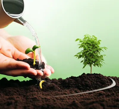 Illustration prorogations