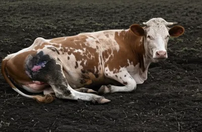 Illustration blackleg - Image 1