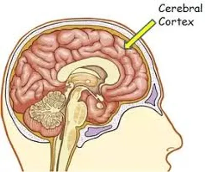 Illustration cerebral - Image 2
