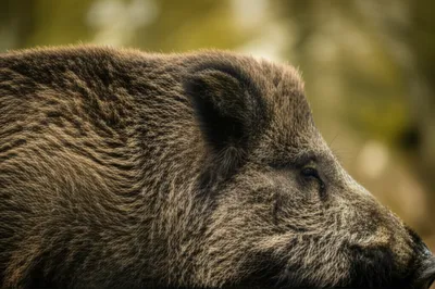 Illustration seta - Image 1