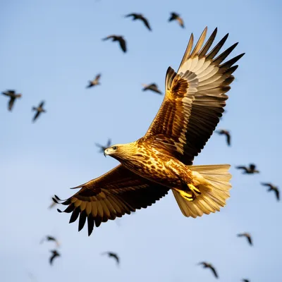 Illustration peerless