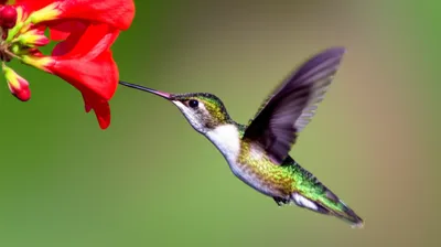 Illustration hovering - Image 1