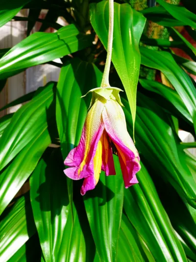 Illustration saps - Image 1