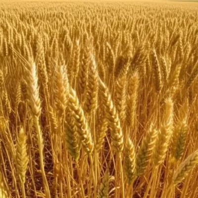 Illustration humble - Image 1