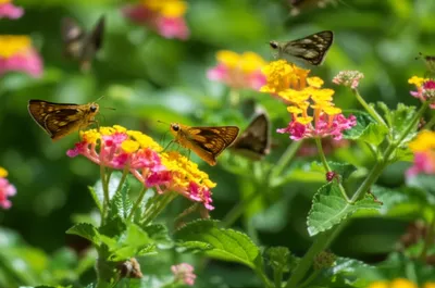 Illustration anhingas - Image 1