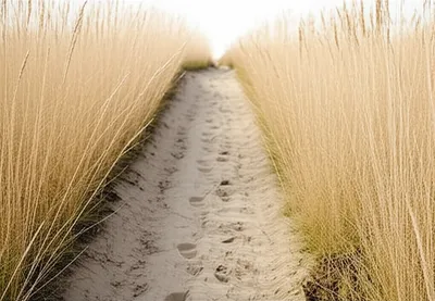 Illustration precedents - Image 1