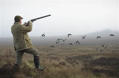 Illustration grouse - Image 1