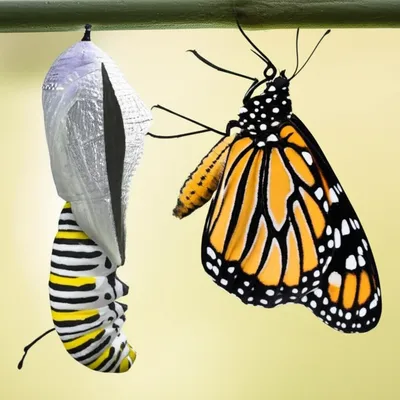 Illustration became - Image 1