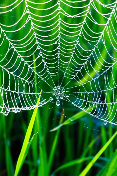 Illustration dewed - Image 1