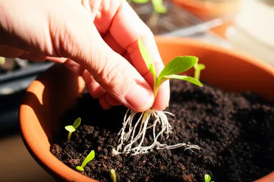 Illustration transplanting - Image 1