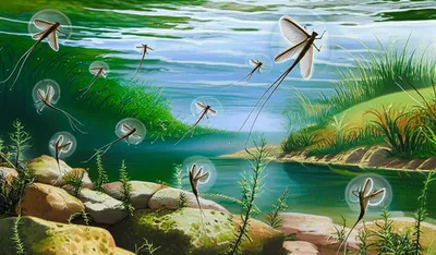 Illustration mayfly - Image 1