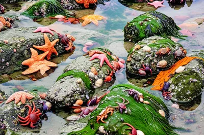 Illustration intertidal