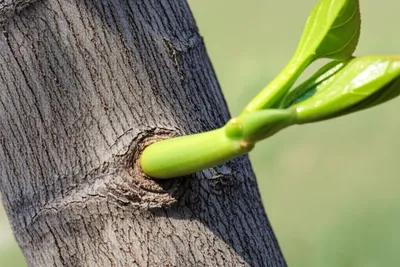 Illustration sexes - Image 1