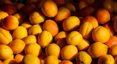 Illustration apricots - Image 2