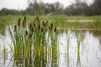 Illustration rushes - Image 1