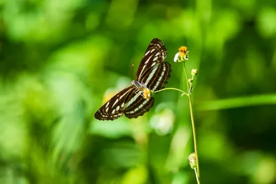 Illustration sailers - Image 2