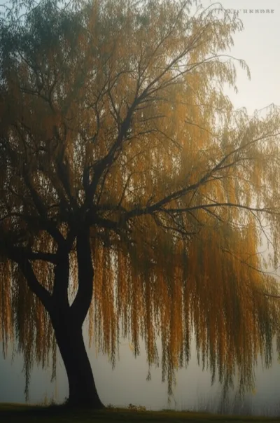 Illustration weeping - Image 1