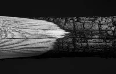 Illustration carbonized