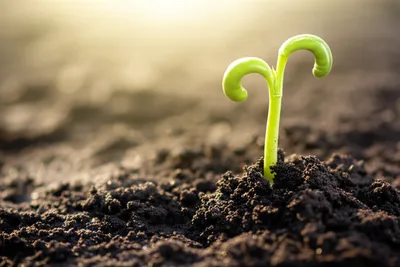 Illustration commenced - Image 1