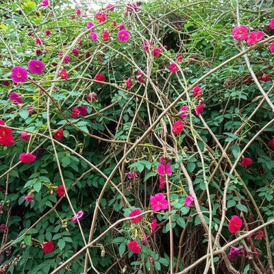 Illustration perversions - Image 1