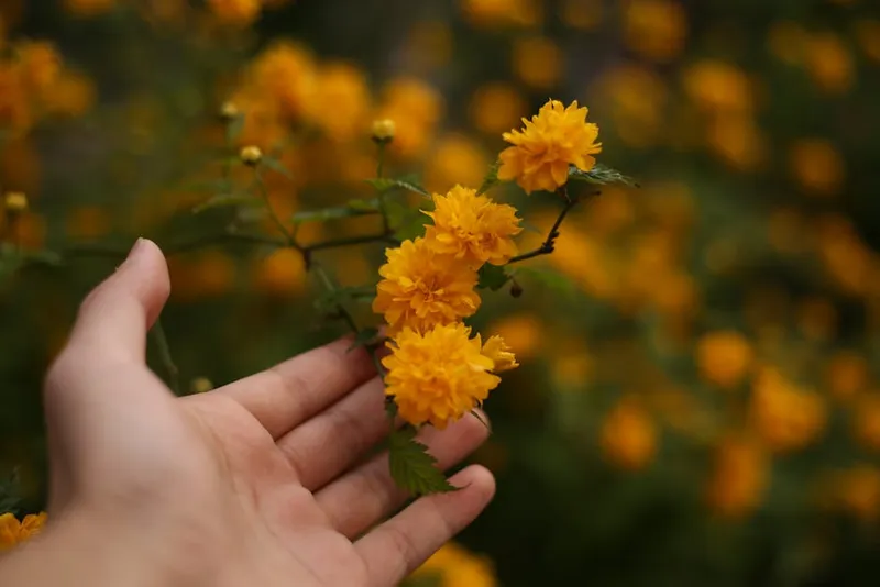 Illustration visuelle de kerria: Kerria japonica, la seule espèce du genre Kerria, un arbuste caducifolié à fleurs jaunes à cinq pétales - Image 2