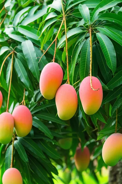 Illustration mangos - Image 1