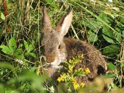 Illustration covert - Image 4