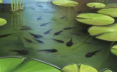 Illustration pollywogs