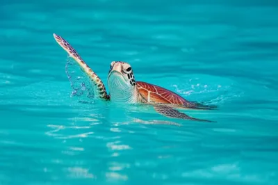 Illustration flipper - Image 1