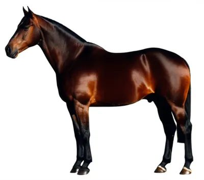 Illustration cob - Image 1